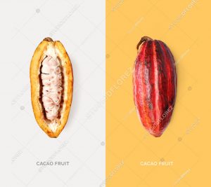Creative layout made of cacao fruit on the white background. Flat lay. Food concept. Macro  concept.
