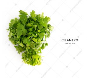 Creative layout made of cilantro. Flat lay. Food concept.