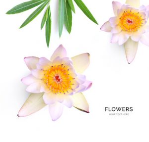 Creative layout made of white flowers isolated on white background. Flat lay. Lilly flower concept.