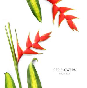 Creative layout made of red flowers isolated on white background. Flat lay. Flower concept.