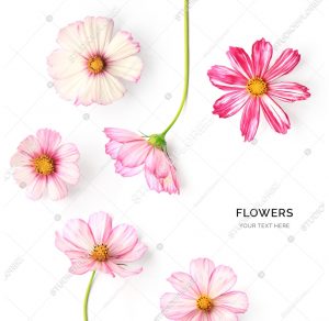 Creative layout made of pink flowers isolated on white background. Flat lay. Flower concept.