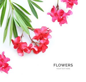 Creative layout made of red flowers isolated on white background. Flat lay. Flower concept.