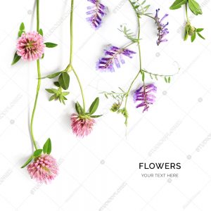 Creative layout made of field flowers isolated on white background. Flat lay. Flower concept.