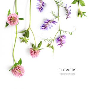 Creative layout made of field flowers isolated on white background. Flat lay. Flower concept.