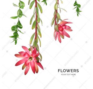 Creative layout made of red flowers isolated on white background. Flat lay. Flower concept.