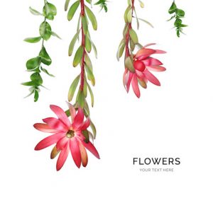 Creative layout made of red flowers isolated on white background. Flat lay. Flower concept.