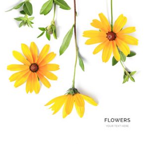 Creative layout made of yellow flowers isolated on white background. Flat lay. Flower concept.