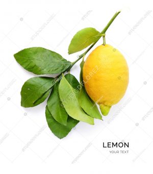 Creative layout made of lemon on green branch on white background. Flat lay. Food concept. Macro concept.