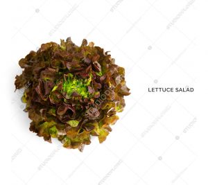 Creative layout made of lettuce salad . Flat lay. Food concept.