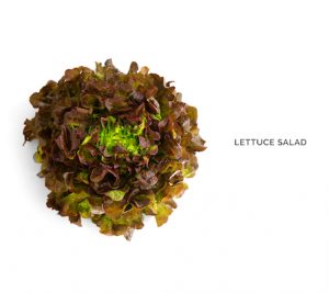 Creative layout made of lettuce salad . Flat lay. Food concept.