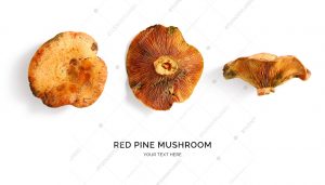 Creative layout made of red pine mushroom on the white background.. Flat lay. Food concept.