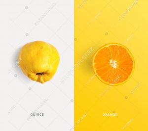 Creative layout made of quince and orange. Flat lay. Food concept. Macro  concept.