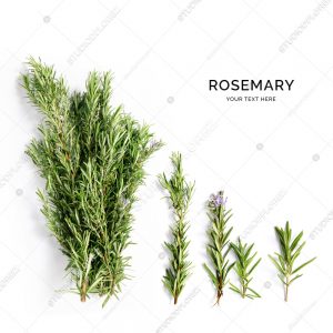 Creative layout made of rosemary . Flat lay. Food concept. Rosemary on the white background.