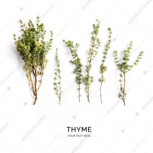 Creative layout made of thyme. Flat lay. Food concept. Thyme on the white background.