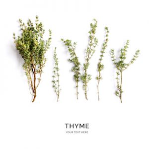 Creative layout made of thyme. Flat lay. Food concept. Thyme on the white background.